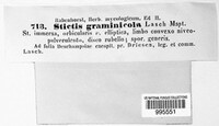 Stictis graminicola image